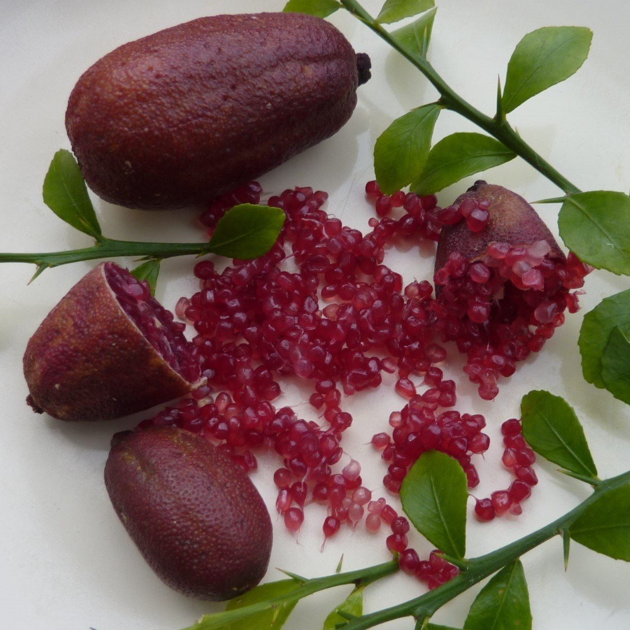 Tüplü Havyar Dark Red Limon Mia Rose Finger Lime Fidanı