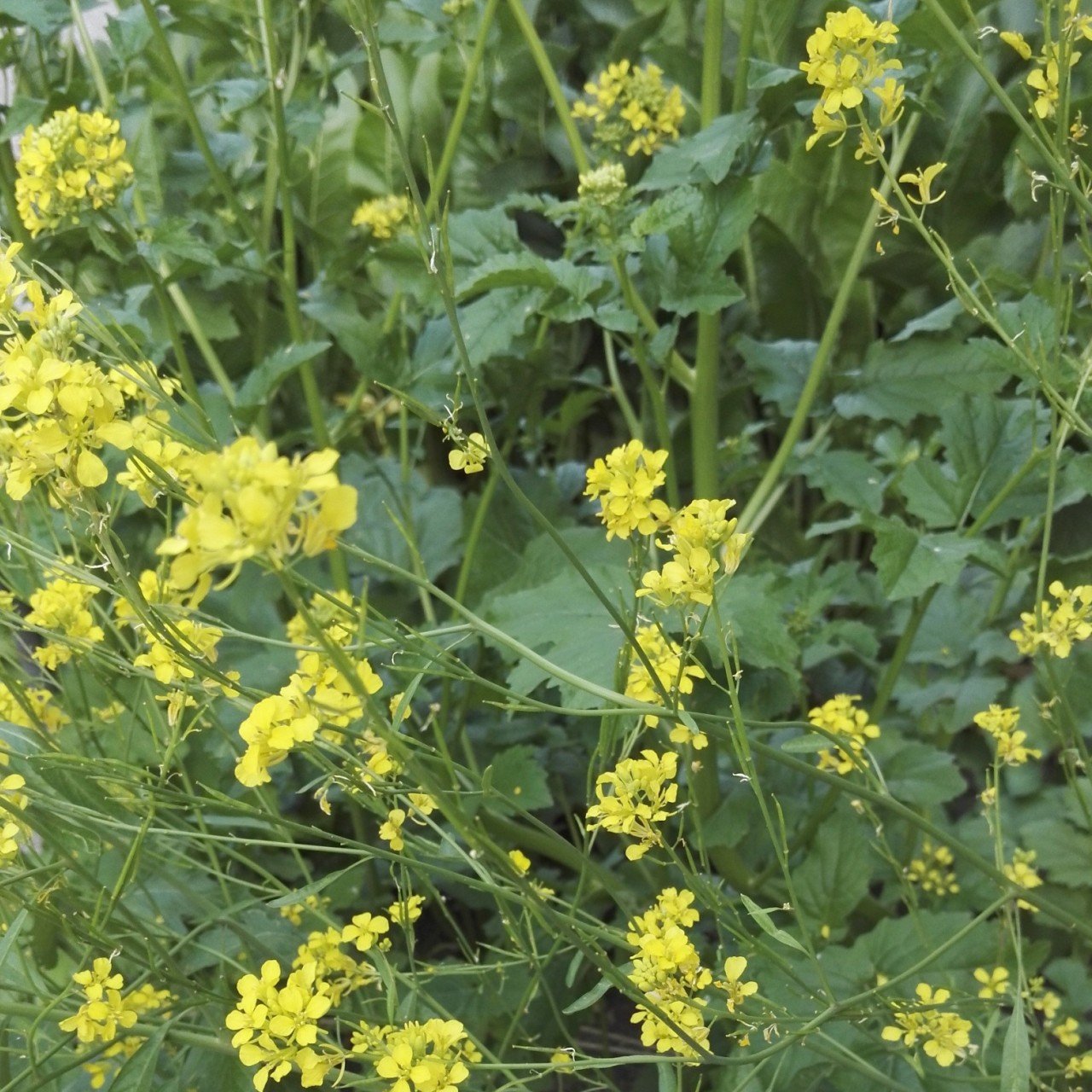 Doğal Brassica Nigra Siyah Hardal Otu Tohumu (100 tohum)