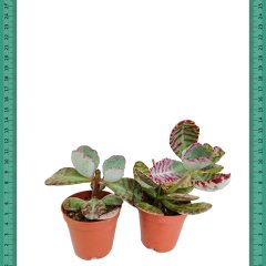 Alacalı Renkli Kalanchoe Humilis Sukulent (Mini Saksıda)