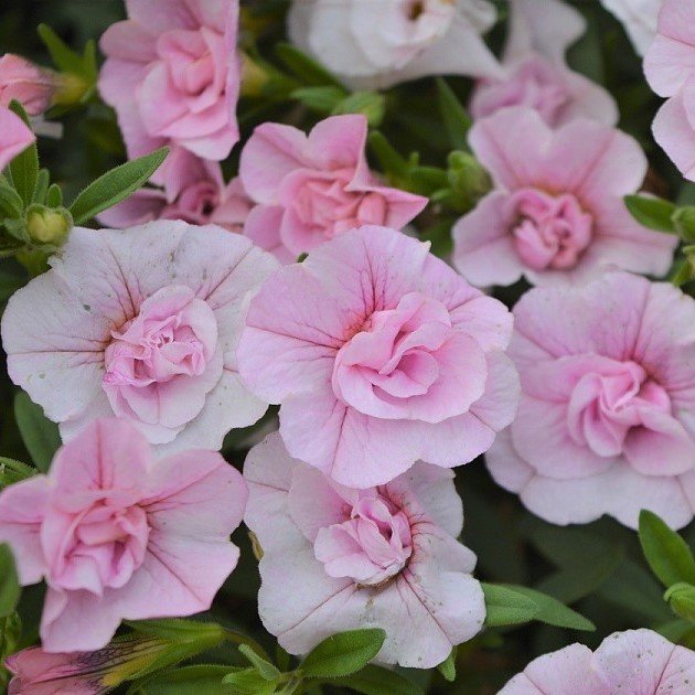 Calita Katmerli Double Pink Calibrochoa Çiçeği Fidesi (2 adet)