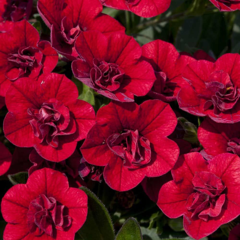 Calita Katmerli Double Red Calibrochoa Çiçeği Fidesi (2 adet)