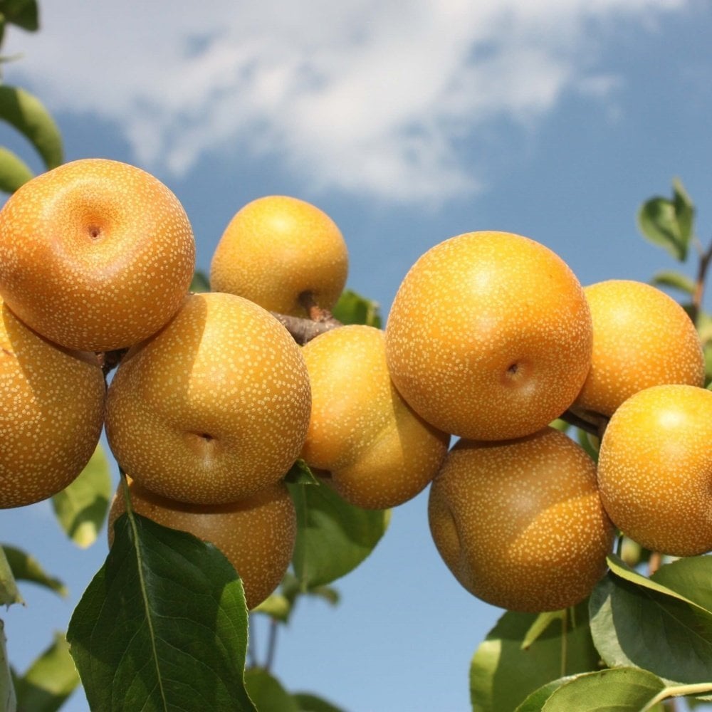 Tüplü Aşılı Aromatik Hosui Japon (Naşi) Armut Fidanı