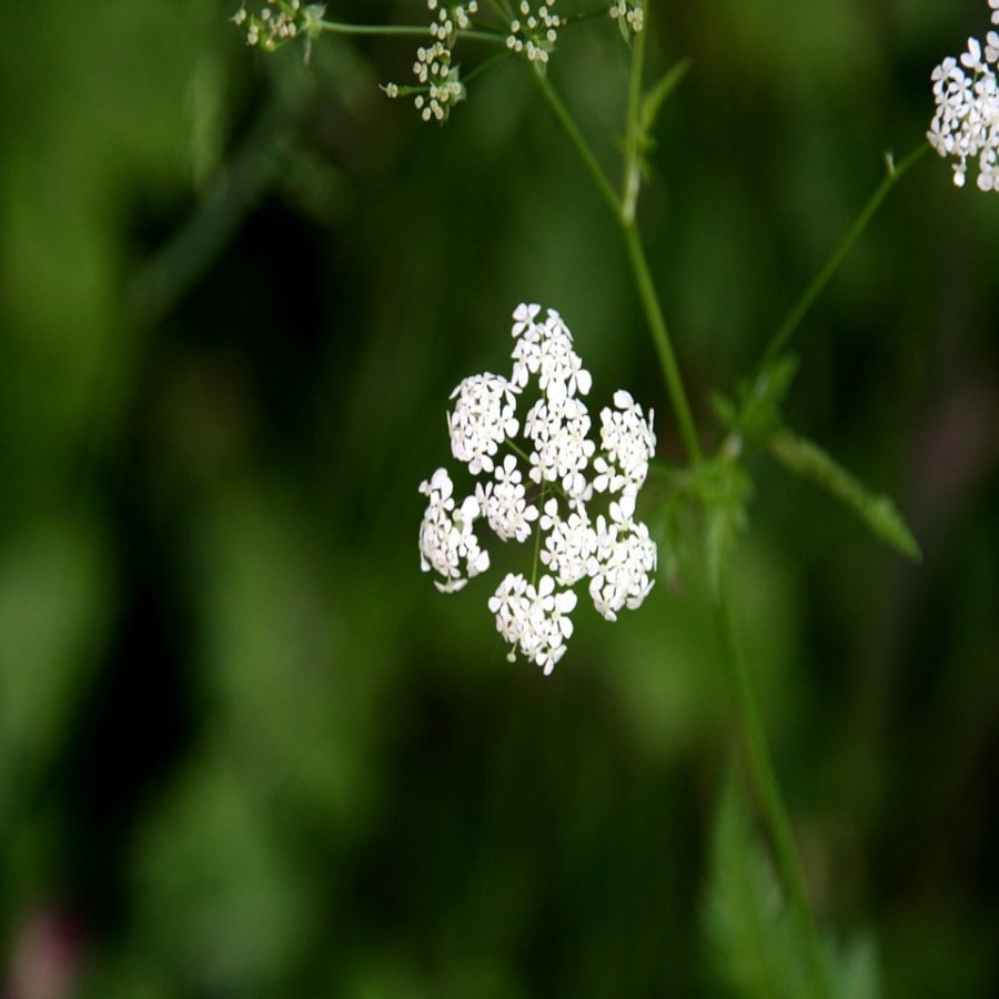 Beyaz Çiçekli Frenk Kimyon Tohumu-40 Adet
