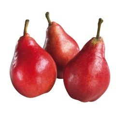 Tüplü Aşılı Aromatik Nadir Red Pear Kırmızı Armut Fidanı