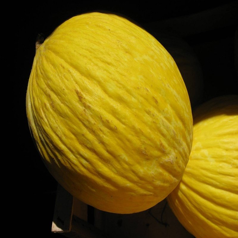Kışlık Sarı Kavun Tohumu (500 Gram)