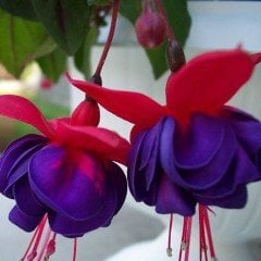 Mrs.Popple Küpe Çiçeği Fidesi (3 Adet)