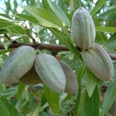 Tüplü Aşılı Çok İri Meyveli Bertina Badem Fidanı (10 Adet)