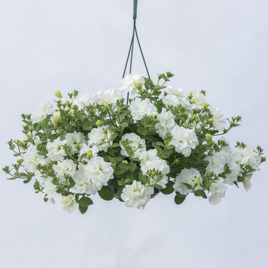 Beyaz Katmerli Kokulu Tumbelina Diana Petunya Çiçeği Fidesi (2 adet)