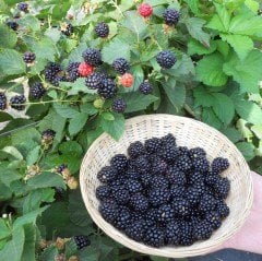 Tüplü Verimli Aroması Yüksek Boysenberry Böğürtlen Fidanı