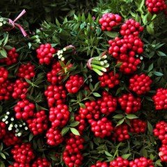 Ruscus Aculeatus Kokina Tavşan Memesi Tohumu (5 tohum)