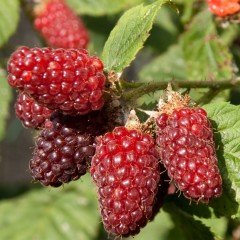 Tüplü Yüksek Aromalı Nadir Çeşit Tayberry Böğürtlen Fidanı