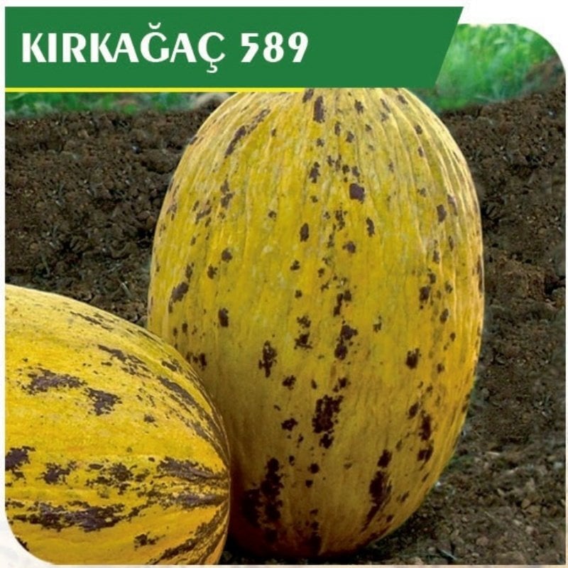 Kırkağaç 589 Kavun Tohumu (100 gram)