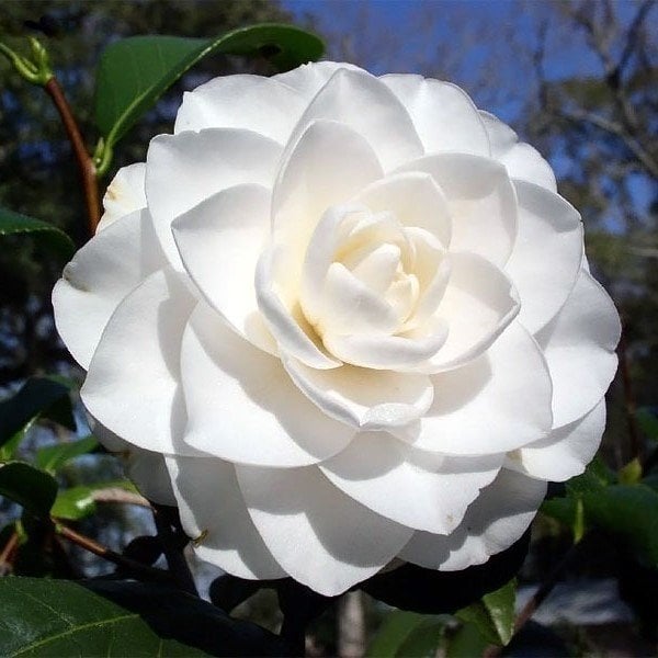 Tüplü Katmerli Beyaz Çiçekli Kamelya Fidanı(10-20 cm)