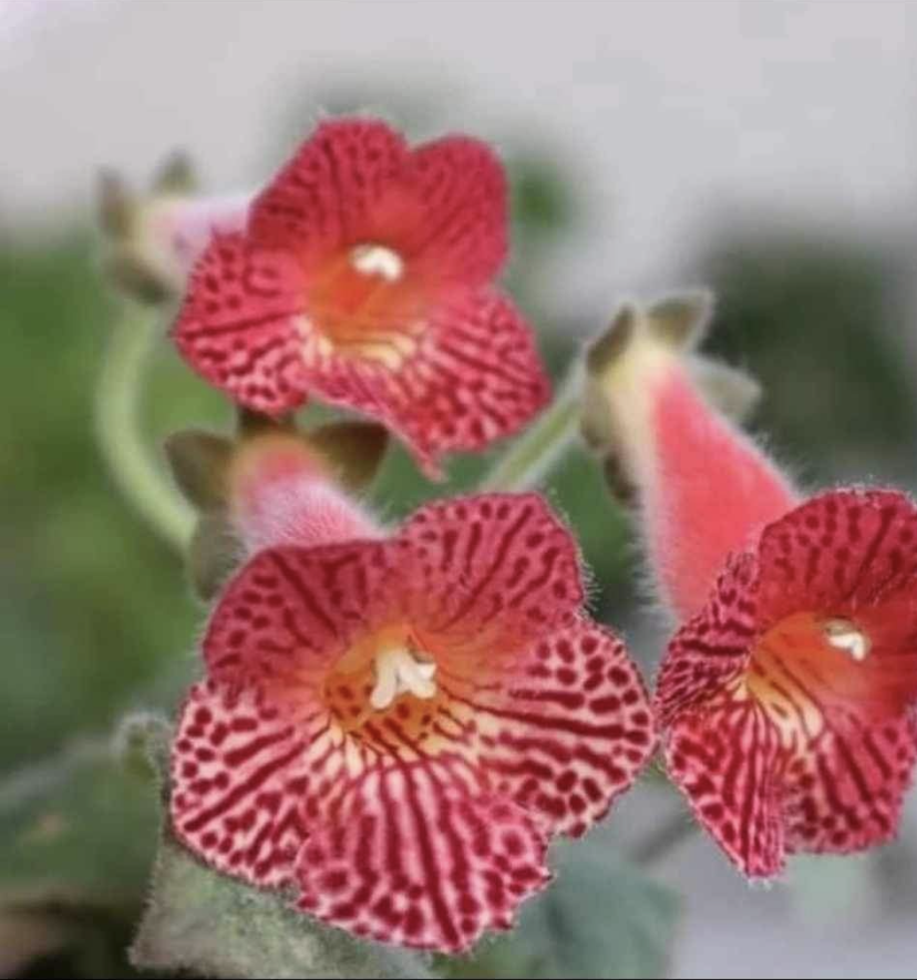 Özel Olla Mm's 0119 Kohleria Japon Küpelisi Çiçeği Fidesi (Mini Potta)