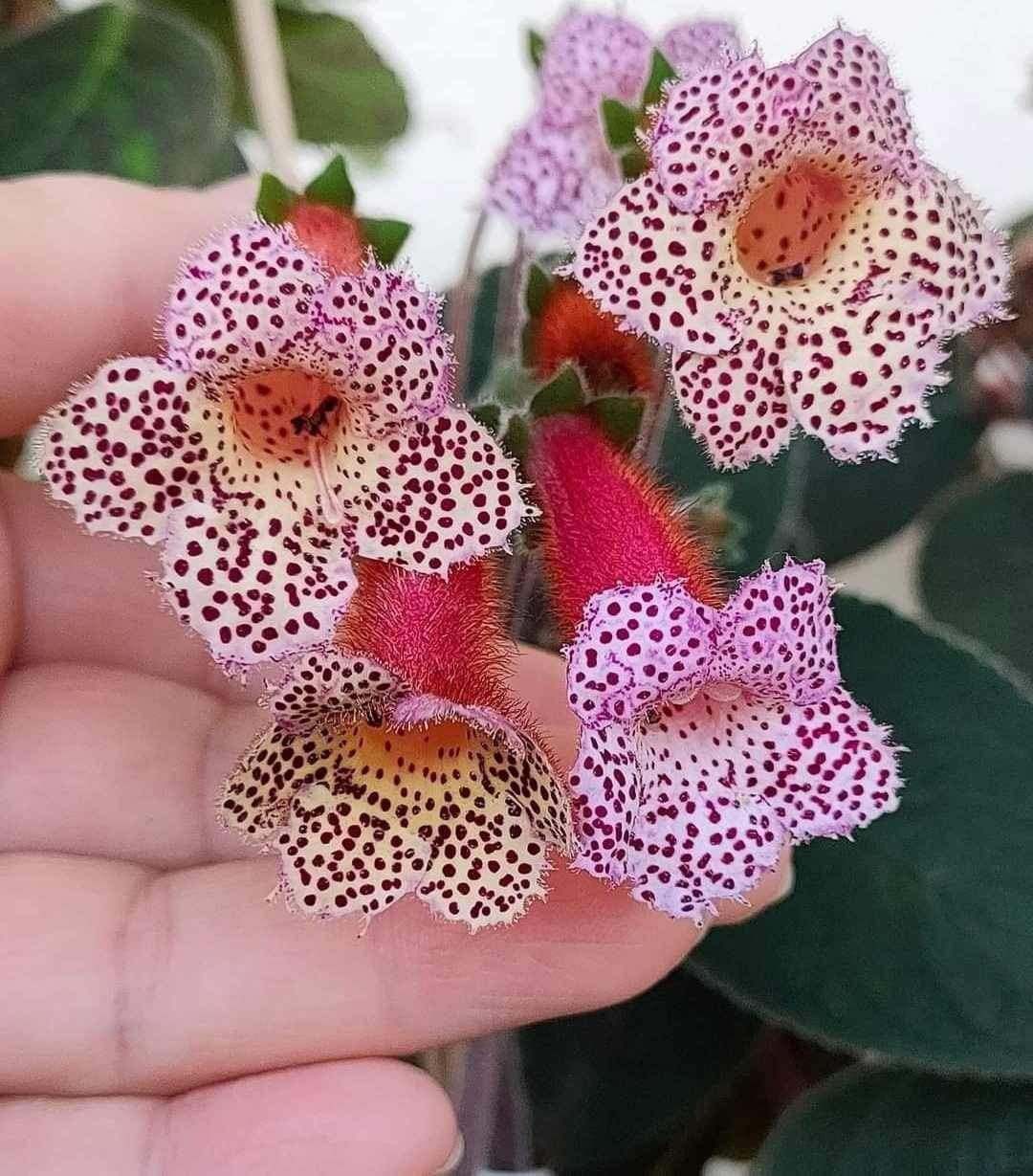 Özel Lori Kohleria Japon Küpelisi Çiçeği Fidesi (Mini Potta)