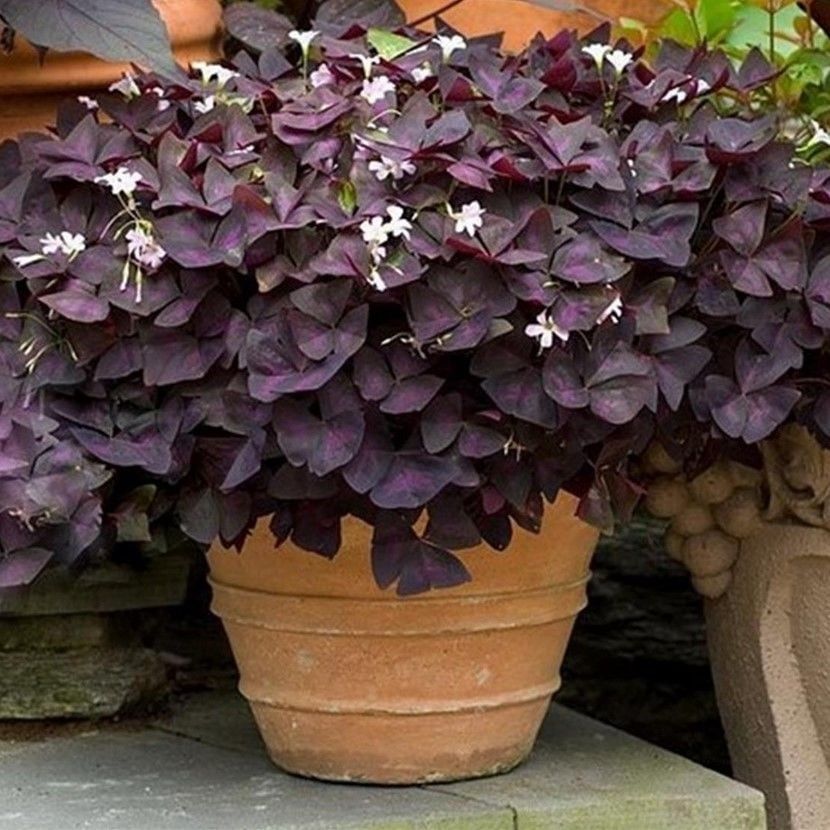 Uyku Çiçeği Oxalis Triangularis Süs Yoncası Çiçeği Fidesi (Mini Potta)