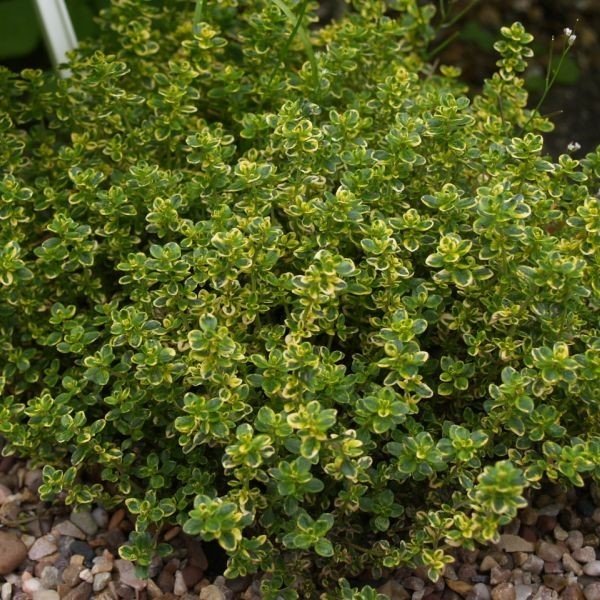 Thymus Citriodorus Limone Saksılık Kekik Fidesi (3 adet)