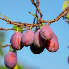 Tüplü Aşılı Verimli Freze Siyah Japon Erik Fidanı