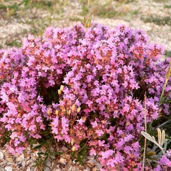 Thymus praecox ‘Purple Beauty’ Yayılıcı Kekik Fidesi (2 adet)