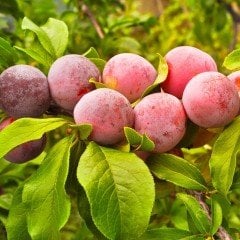 Tüplü Aşılı Aromatik Verimli Formosa Japon Erik Fidanı