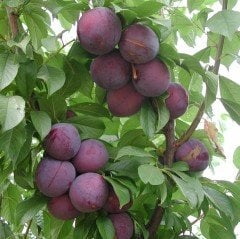 Tüplü Aşılı Aromatik Verimli Fortune Japon Erik Fidanı