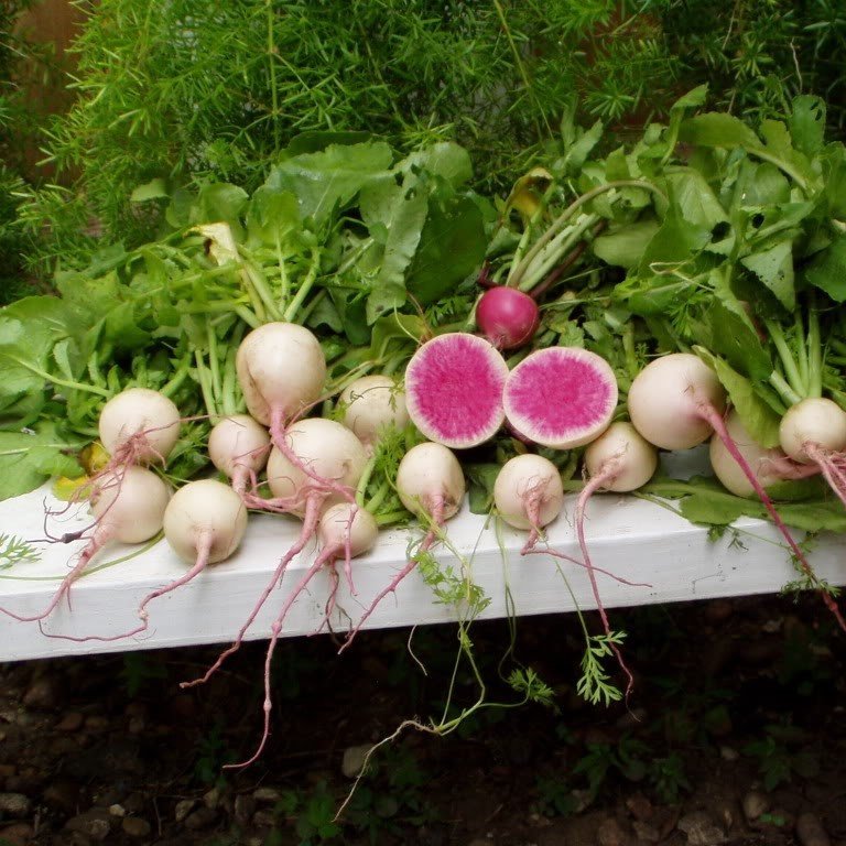 Bizimkız İçi Kırmızı Dışı Beyaz Sulu Watermelon Turp Fidesi (5 adet)