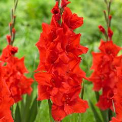 Kırmızı Glayör Çiçeği Soğanı Yumrusu Gladiolus Red Swan (2 adet)