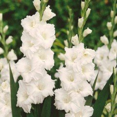 Beyaz Glayör Çiçeği Soğanı Yumrusu Gladiolus White Swan (2 adet)