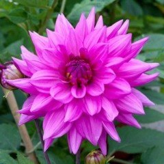 Minouche Dahlia Dev Yıldız Çiçeği Yumrusu (1 Adet)