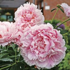 Katmerli Pembe Renkli Şakayık Çiçeği Yumrusu Pink Peony (1 Adet)