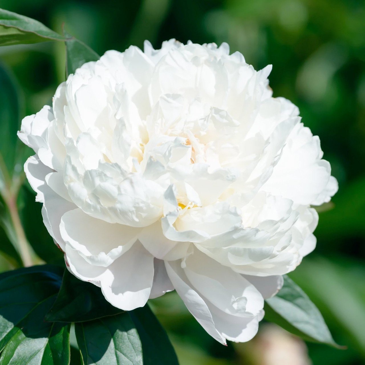 Katmerli Beyaz Renkli Şakayık Çiçeği Yumrusu White Peony (1 Adet)