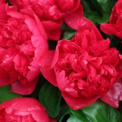 Katmerli Kırmızı Renkli Şakayık Çiçeği Yumrusu Red Peony (1 Adet)