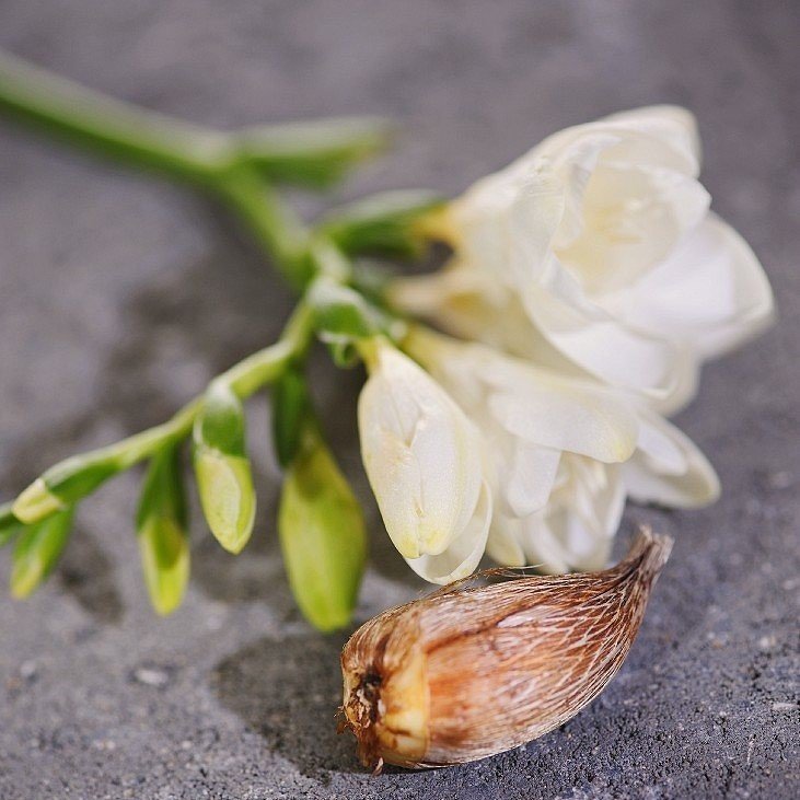 Hoş Kokulu Beyaz Frezya Çiçeği Soğanı White Freesia (5 adet)