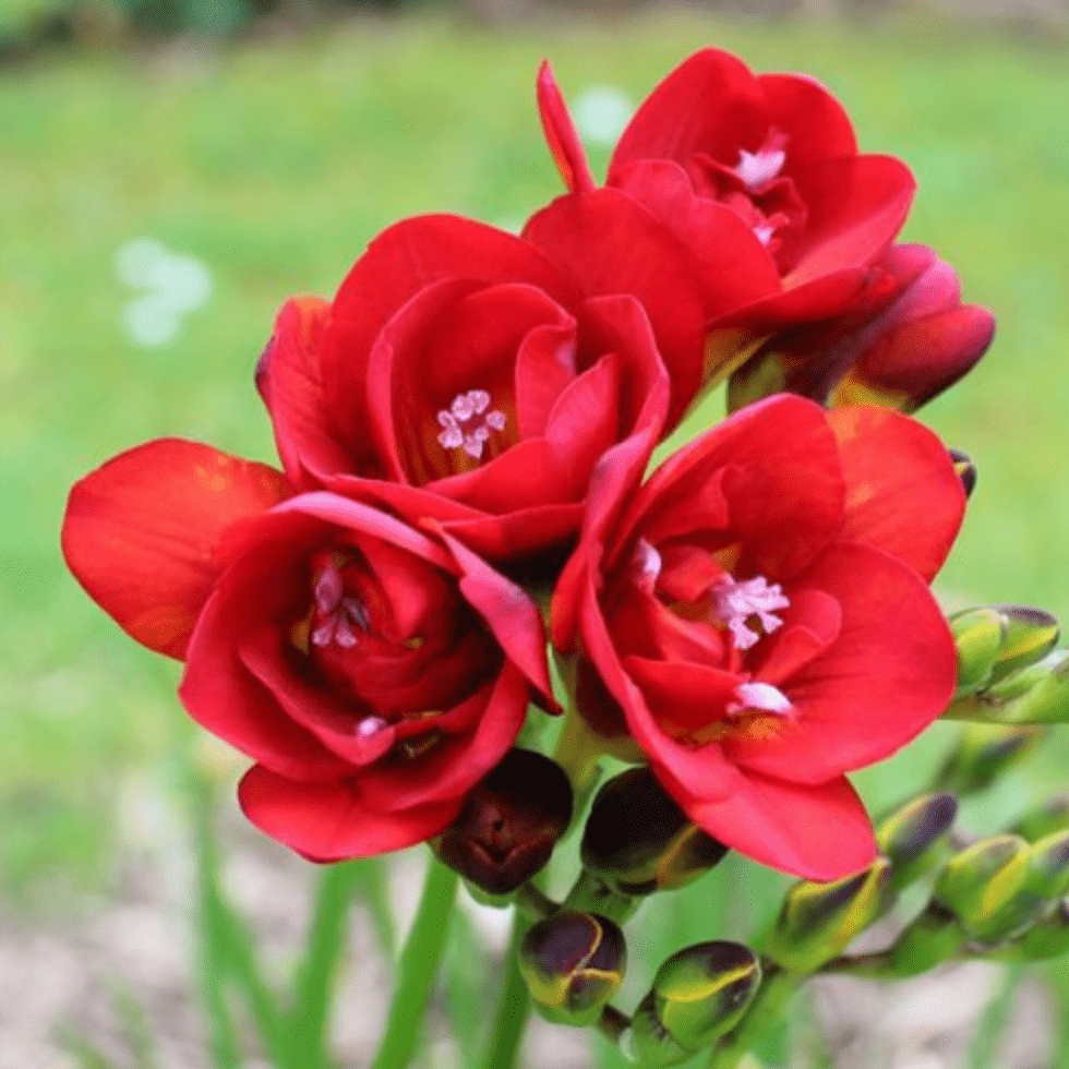 Hoş Kokulu Kırmızı Frezya Çiçeği Soğanı Red Freesia (5 adet)