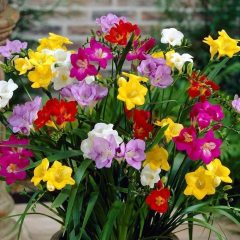 Hoş Kokulu Karışık Frezya Çiçeği Soğanı Mix Freesia (5 adet)
