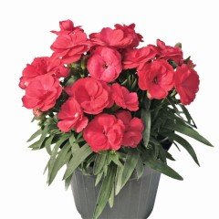 Kokulu Kırmızı Renk Katmerli Karanfil Çiçeği Fidesi (3 adet)