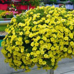 Katmerli Calita Double Sun Milyonlar Çanı Calibrochoa Çiçeği Fidesi (1 adet)