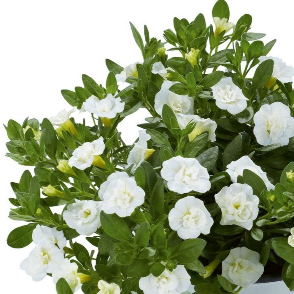 Katmerli Calita Double Snow Milyonlar Çanı Calibrochoa Çiçeği Fidesi (1 adet)