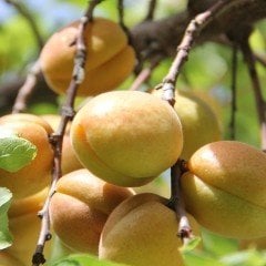 Tüplü Aşılı Çok Erkenci Verimli Tropikal Kayısı Fidanı