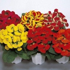 Calceolaria Flower Saksılık Bodur Çanta Çiçeği Fidesi (2 Adet)