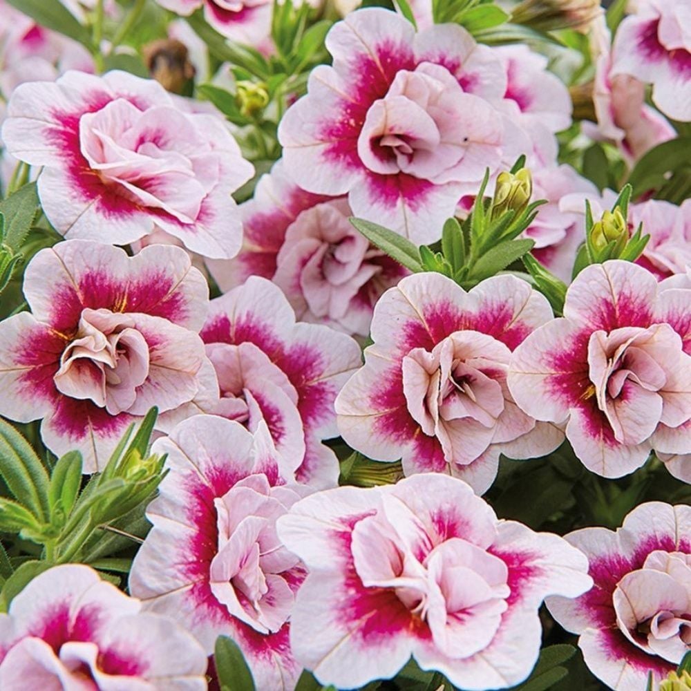 Katmerli Calita Double Rose Bicolor Milyonlar Çanı Calibrochoa Çiçeği Fidesi (1 adet)