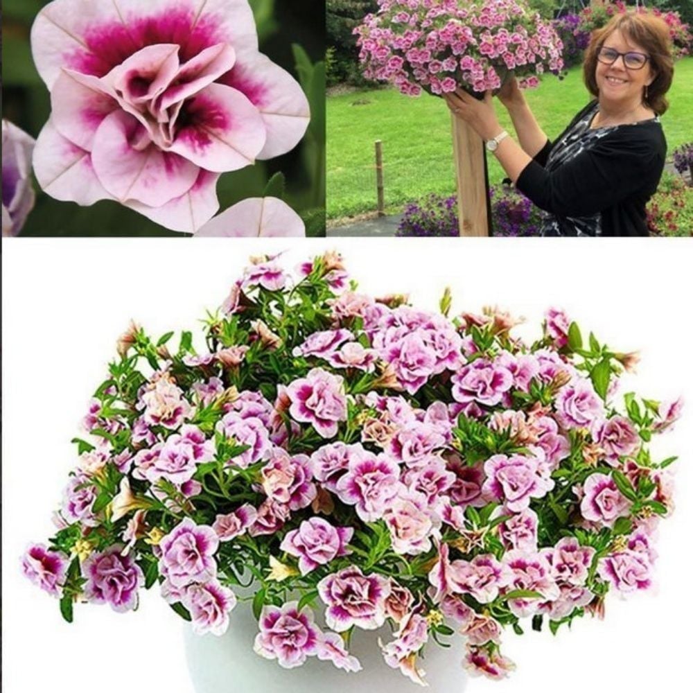 Katmerli Calita Double Pink Bicolor Milyonlar Çanı Calibrochoa Çiçeği Fidesi (1 adet)