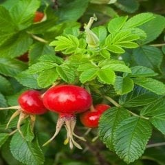 Tüplü Şifalı Rosa Rugoso Kuşburnu Fidanı