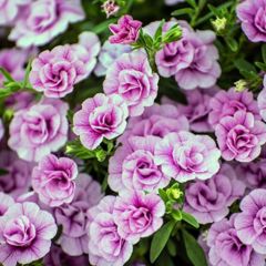 Katmerli Calita Double Pink Milyonlar Çanı Calibrochoa Çiçeği Fidesi (1 adet)