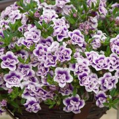 Katmerli Calita Double Blue Bicolor Milyonlar Çanı Calibrochoa Çiçeği Fidesi (1 adet)
