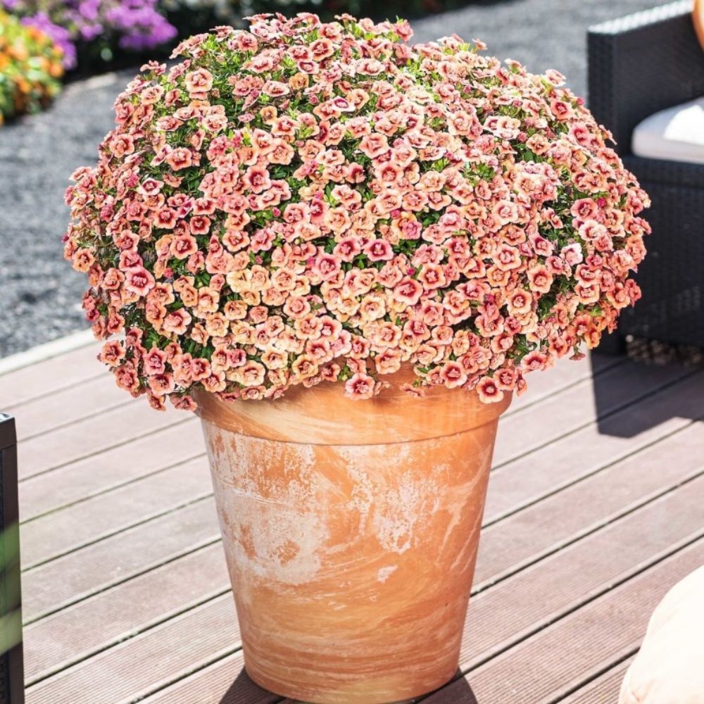 Katmerli Calita Double Apricot Milyonlar Çanı Calibrochoa Çiçeği Fidesi (1 adet)