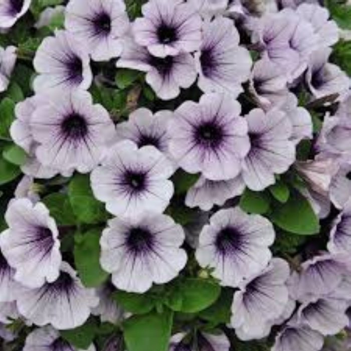 Piccola Serisi Blue Eyes Petunia Petunya Fidesi (3 adet)