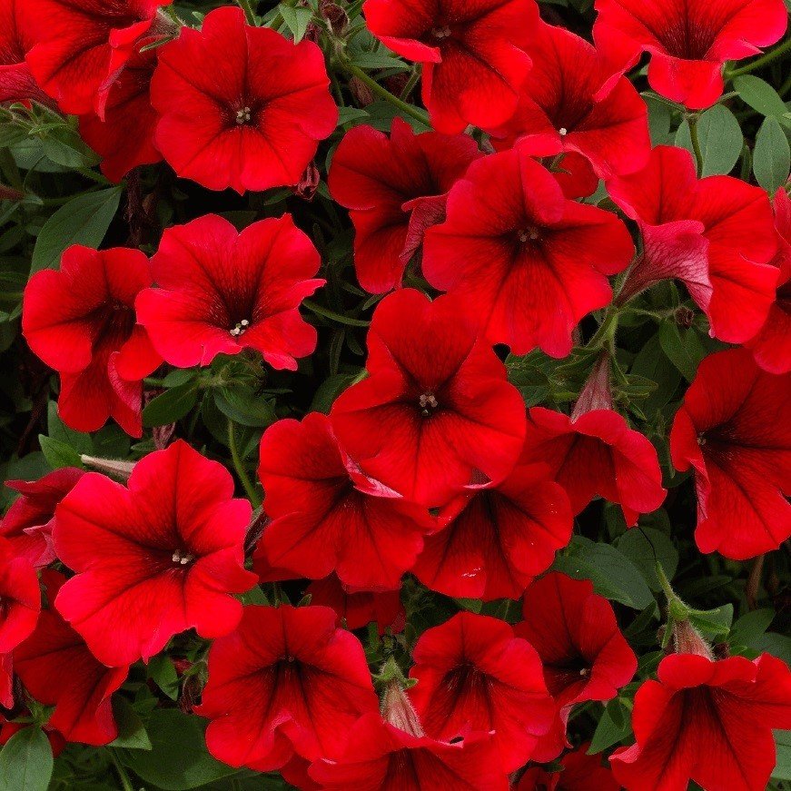 Koyu Kırmızı Petunya Fidesi Dark Red Petunia (2 Adet)