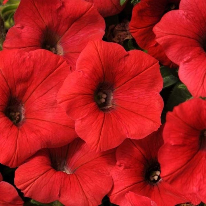 Sürpriz Serisi Red Star Petunya Çiçeği Fidesi (2 Adet)