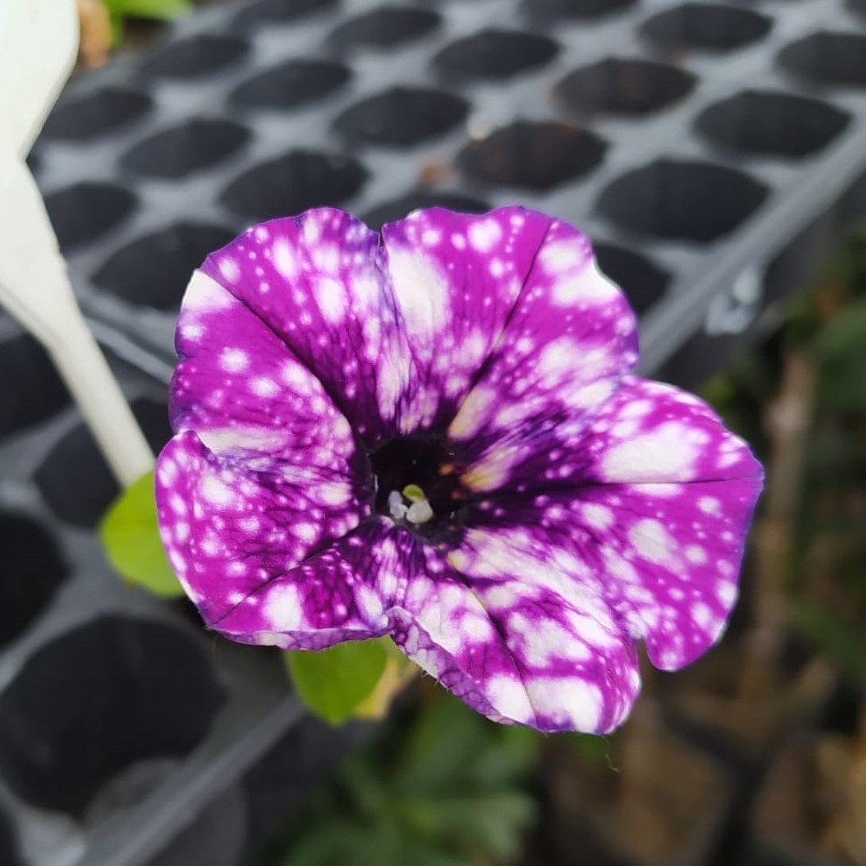 Sürpriz Serisi Sparkling Purple Petunya Çiçeği Fidesi (3 Adet)
